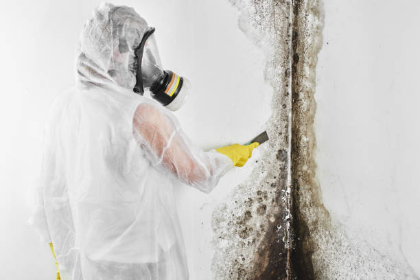 Crawl Space Mold Removal in Potosi, TX
